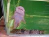 Andean catfish.JPG