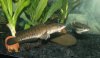 09.30.05.fish.00.JPG