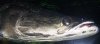FishTrip 102.jpg