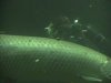 arapaima dive.JPG