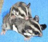 sugar gliders.jpg