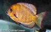 cichlid.jpg