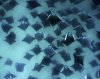 stingray3.jpg