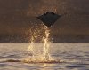 stingray4.jpg