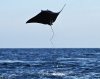 stingray7.jpg
