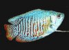 gourami_neon_blue_male_02.jpg