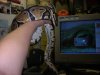 ball python 003.jpg