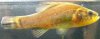 Pirate Perch e.jpg