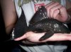 blue eyed plec.jpg