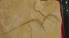 Syngnathus-acus.jpg