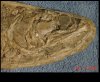 Paraelops-cearensis-head.jpg