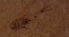Myctophidae.jpg