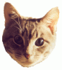 Chairman-Eyes-Popping.gif