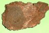 saltosaurus.jpg