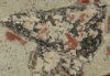 utahraptor wyomingensis cu.jpg