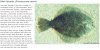 black flounder.jpg