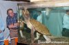 ALIGATOR SNAPPING TURTLE.jpg