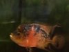fishroom 054.jpg