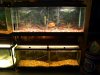 fishroom 010.jpg