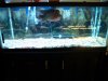 fishroom 049.jpg