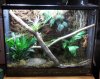 Crested Tank.jpg