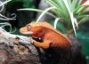 Red Crested Gecko2.jpg