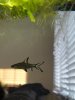 flying fish.jpg