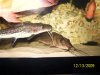 fish tank 3 008.JPG