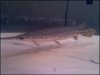 alligator gar.jpg