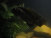 Rescues 005.jpg