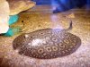 LeoMotoro2.jpg LeoMotoro2.jpg