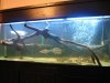 drift wood pics 004 (Medium).jpg drift wood pics 004 (Medium).jpg
