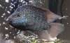 Fish from Thailand and Jag 108.JPG