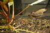 apisto tefe, triples, wild, new rack 016.jpg