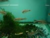 Datnoid and Shark aquarium TRIP 035.JPG