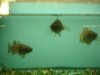 Datnoid and Shark aquarium TRIP 031.JPG