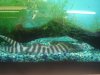 Datnoid and Shark aquarium TRIP 030.JPG