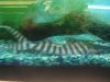 Datnoid and Shark aquarium TRIP 029.JPG