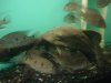 Datnoid and Shark aquarium TRIP 028.JPG