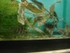 Datnoid and Shark aquarium TRIP 022.JPG