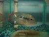 Datnoid and Shark aquarium TRIP 021.JPG