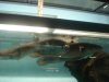 Datnoid and Shark aquarium TRIP 019.JPG