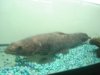 Datnoid and Shark aquarium TRIP 018.JPG