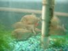 Datnoid and Shark aquarium TRIP 017.JPG