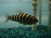 Datnoid and Shark aquarium TRIP 016.JPG