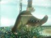 Datnoid and Shark aquarium TRIP 015.JPG