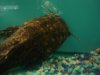 Datnoid and Shark aquarium TRIP 014.JPG