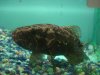 Datnoid and Shark aquarium TRIP 013.JPG