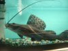 Datnoid and Shark aquarium TRIP 012.JPG