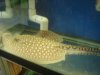 Datnoid and Shark aquarium TRIP 011.JPG